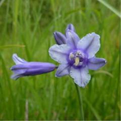 triteleia-howellii